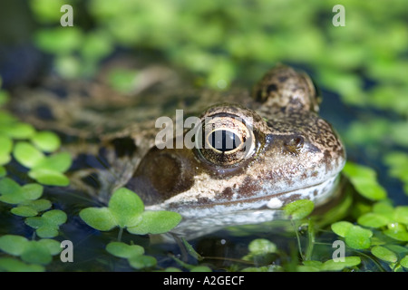 Chiudere Occhio di una rana comune nel Regno Unito giardini e stagni rana temporaria Foto Stock