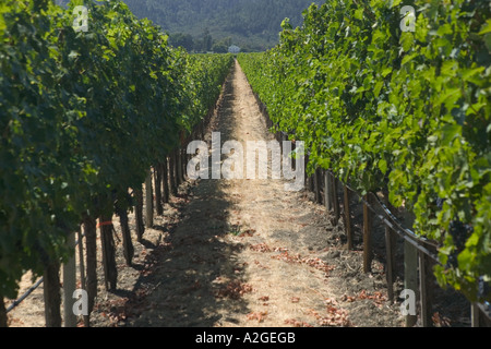 Stati Uniti, California, Napa Valley, Rutherford: Opus One Winery filari di vite Foto Stock