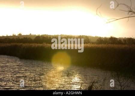 Tramonto su paludi al prosciutto RSPBs riserva a parete sui livelli di Somerset Foto Stock