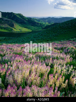 Jarbridge Deserto e montagne, Nevada, Sperone di lupino (Lupinus arbustus), Marys Bacino del fiume. Humboldt National Forest. Foto Stock