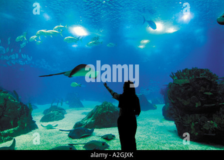 Giant Ray e pesci che nuotano nell'Oceanarium, Parque das Nacoes, Expo, Lisbona, Portogallo Foto Stock