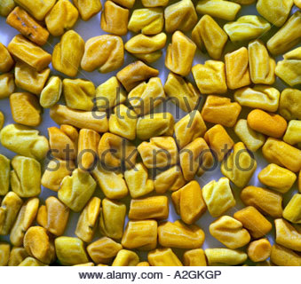 Semi di fieno greco Foto Stock