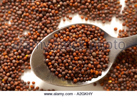 Nero semi di senape Foto Stock