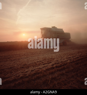 Combinare la raccolta in ritardo in una sera d'estate con il sole immerso nella luce arancione, Berkshire Foto Stock