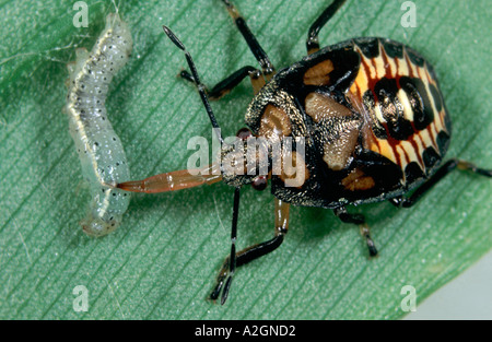 Predatori di Stink bug Podisus maculiventris Nymph alimentazione caterpillar sul controllo biologico dei parassiti Foto Stock