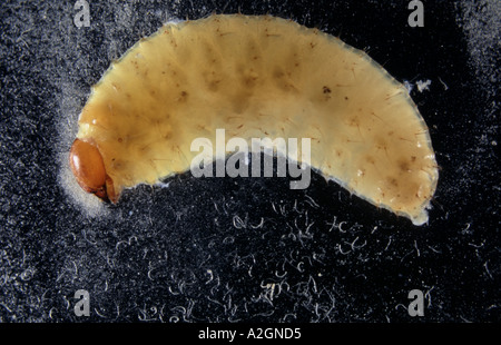 Un vitigno curculione Otiorhynchus sulcatus larva parasitised da nematodi in acqua che mostra i parassiti da esso emergente Foto Stock