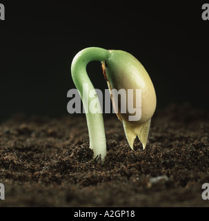 Appena emerse verde fagiolo Phaseolus vulgaris piantina con cotiledoni circa per aprire a rivelare le prime foglie vere Foto Stock