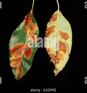 Close up di pera ruggine su foglie di pera Gymnosporangium fuscum mostra entrambi i lati della foglia Foto Stock