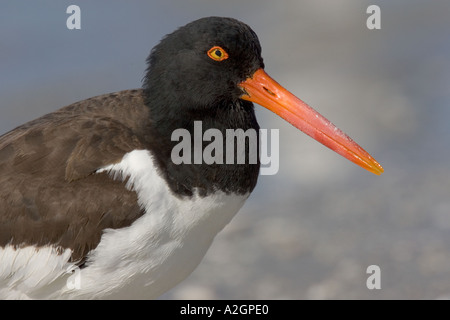 American Oystercatcher in stretta fino Foto Stock