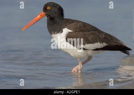 Oystercatcher in acque poco profonde. Foto Stock