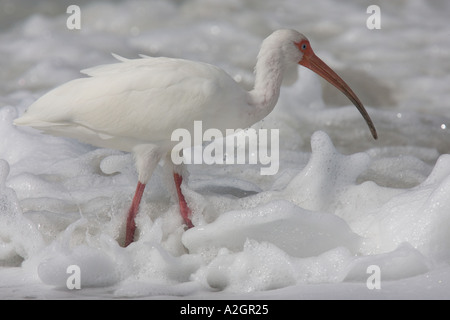 Ibis bianco nel mare surf, Florida USA. Foto Stock