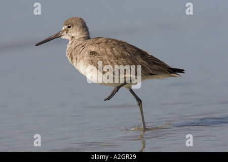 Willet sulla spiaggia in Florida. Foto Stock