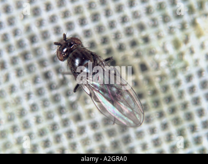 Shore fly Scatella stagnalis adulto Foto Stock