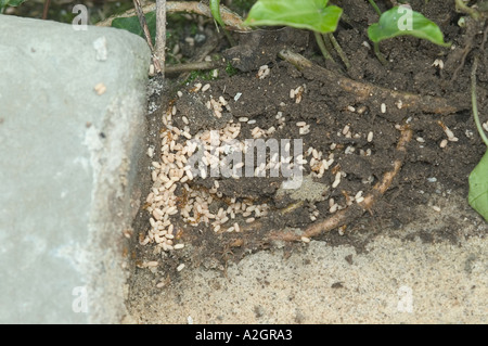 Prato giallo qualsiasi Lasius flavus ant nest con i lavoratori e le uova di tunnelling di intricati creato al di sotto di una pavimentazione in pietra Foto Stock