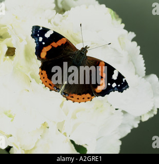 Un rosso admiral butterfly Vanessa Atalanta con ali distese su un bianco fiore ortensie Foto Stock