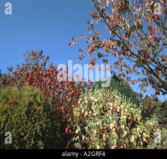 Il rosso e il giallo delle foglie di autunno arbusti compresi sanguinello Cornus cherry tutti insieme contro un azzurro cielo di autunno Foto Stock
