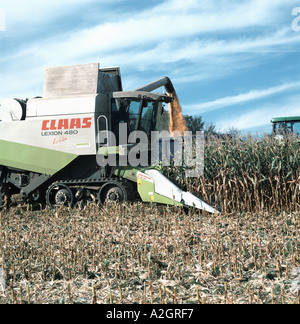 Un Claas Lexion combine equipaggiato con una testata Conspeed combinando un raccolto di mais Devon Ottobre Foto Stock