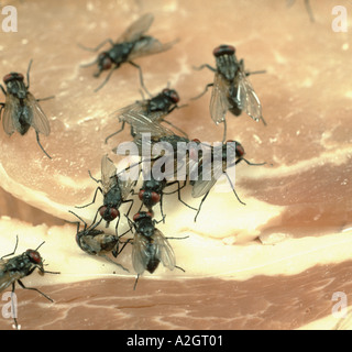 Casa di mosche o houseflies Musca domestica l'alimentazione sulla carne di pancetta Foto Stock