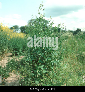 Hedge senape Sisymbrium officinale piante in fiore Foto Stock