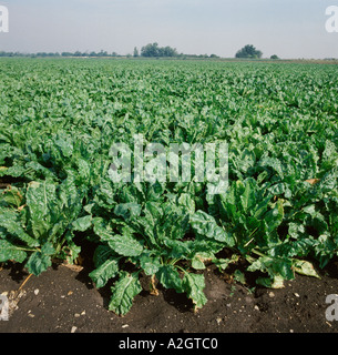 Vista di una buona fenland Barbabietola da zucchero prodotto sul bel giorno Foto Stock