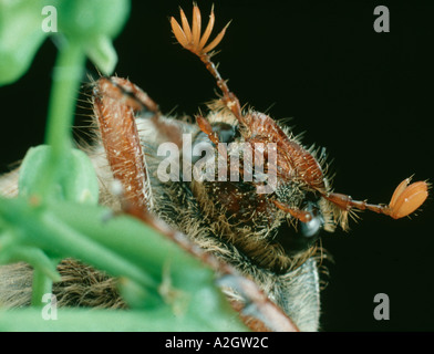 Le antenne e la testa di un adulto cockchafer Melolontha melolontha Foto Stock