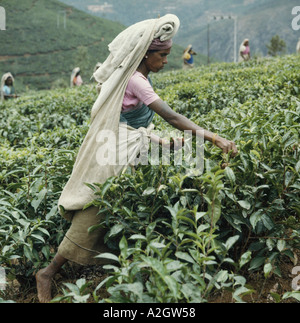 Lavoratore di sesso femminile che il prelievo del tè sulla piantagione in Coimbatore Kerala, nell India meridionale Foto Stock
