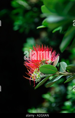 Fioritura fiorisce su alberi Pohutakawa, Kerekere, Waitakere Auckland costa ovest della Nuova Zelanda, Gennaio 2007 Foto Stock