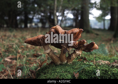 Il miele fungo Armillaria mellea Foto Stock