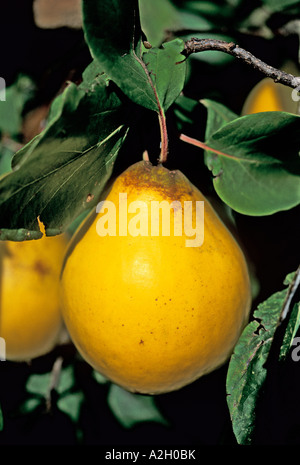 Un maturo frutta mela cotogna su Cydonia oblonga Meech s prolifico Foto Stock