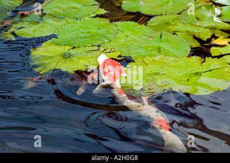 Koi Foto Stock
