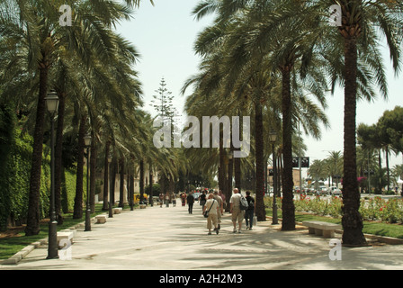 Palma facendo una passeggiata tra le palme Foto Stock