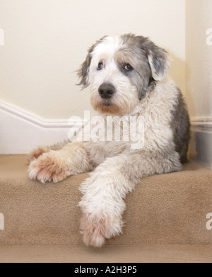 Old English Sheepdog (noto anche come il Bobtail) Foto Stock