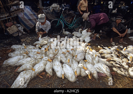 Il pollame per la vendita, Long Bien Mercato, Hanoi, Vietnam. Dalla storia di influenza aviaria in Asia. Foto Stock