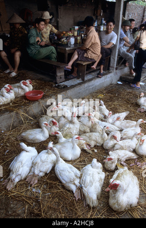 Il pollame per la vendita, Long Bien Mercato, Hanoi, Vietnam. Dalla storia di influenza aviaria in Asia. Foto Stock