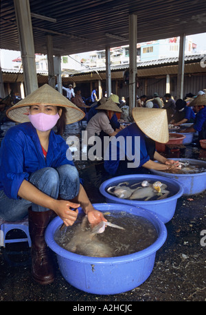 Il pollame per la vendita, Long Bien Mercato, Hanoi, Vietnam. Dalla storia di influenza aviaria in Asia. Foto Stock