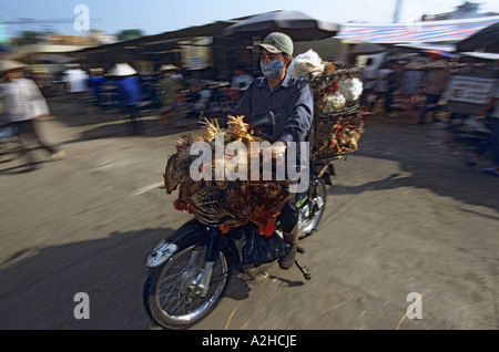 Il pollame per la vendita, Long Bien Mercato, Hanoi, Vietnam. Dalla storia di influenza aviaria in Asia. Foto Stock