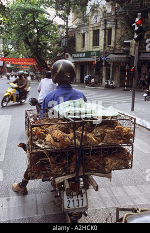 Il pollame per la vendita, Long Bien Mercato, Hanoi, Vietnam. Dalla storia di influenza aviaria in Asia. Foto Stock