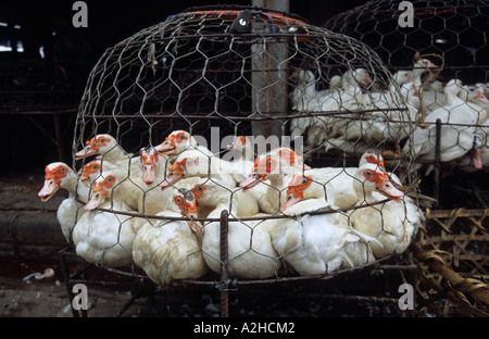 Il pollame per la vendita, Long Bien Mercato, Hanoi, Vietnam. Dalla storia di influenza aviaria in Asia. Foto Stock