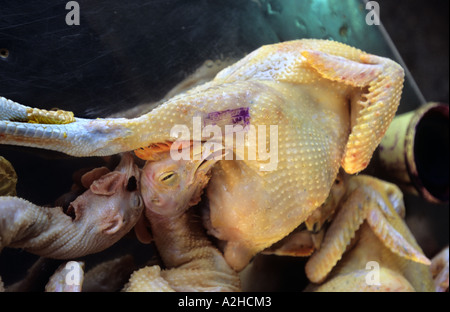 Il pollame per la vendita, Long Bien Mercato, Hanoi, Vietnam. Dalla storia di influenza aviaria in Asia. Foto Stock