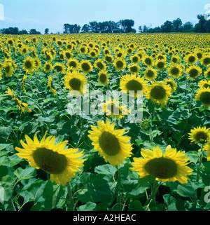 Un campo pieno di girasoli in fiore Ontario Canada Foto Stock