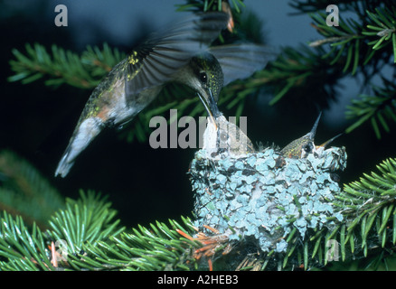 Una femmina di Ruby Throated Hummingbird passa sopra il suo nido in essa alimenta uno dei suoi due pulcini Foto Stock