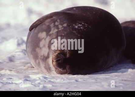 Guarnizione di Weddell Leptonychotes weddelli Foto Stock