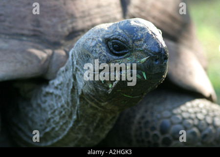 Seychelles tartaruga gigante, Lake Baringo, Kenya Foto Stock