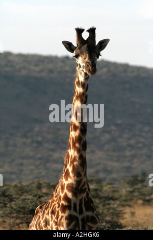 Kenya, Giraffe ritratto, Africa orientale Foto Stock