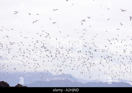 Kittiwakes, Rissa tridactyla, flying overhead, Runde Island, Norvegia Foto Stock