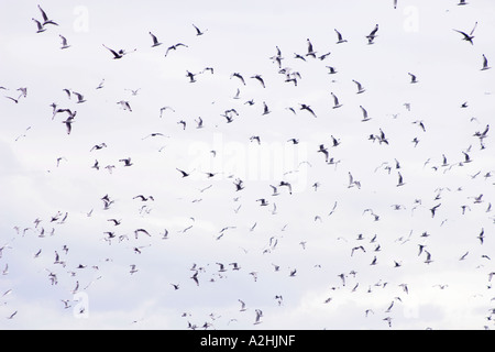 Kittiwakes, Rissa tridactyla, flying overhead, Runde Island, Norvegia Foto Stock