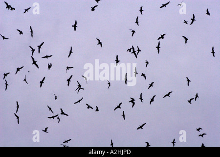 Kittiwakes, Rissa tridactyla, flying overhead, Runde Island, Norvegia Foto Stock