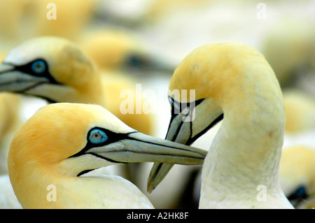 Coppia di Cape sule preening nel comportamento di accoppiamento Bird Island Lamberts Bay in Sud Africa Foto Stock