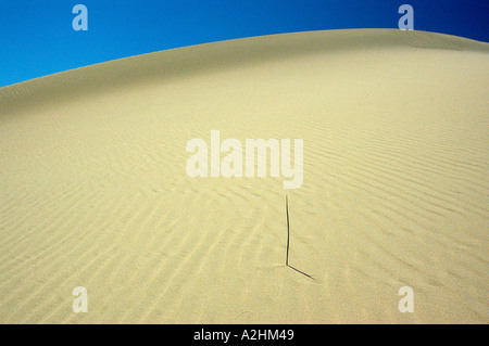 White increspata dune di sabbia a De Hoop Riserva Naturale W Cape Sud Africa Foto Stock