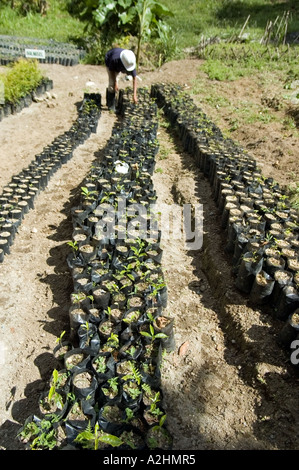 Gli sforzi di conservazione associato con il Rame Tampakan Progetto, Sud Cotabato, a sud di Mindanao nelle Filippine. Foto Stock